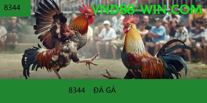 Đá Gà Trực Tiếp - vnd88