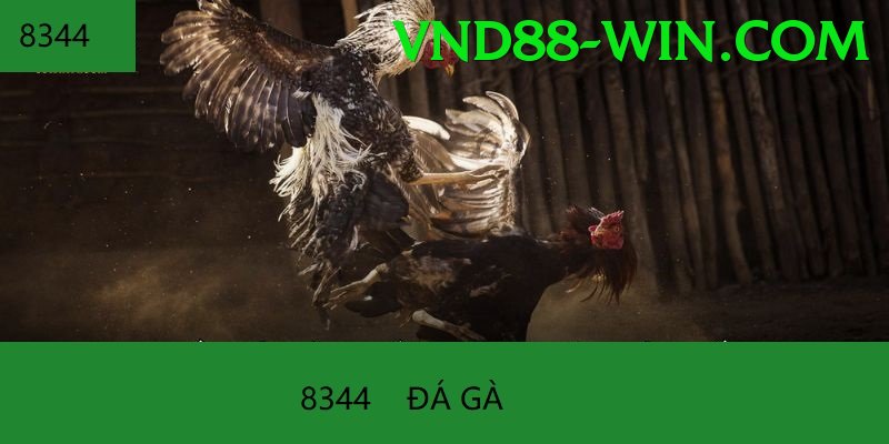 Đá Gà Trực Tiếp - Trải nghiệm tuyệt vời