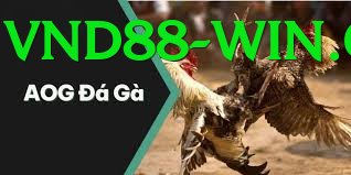 Đá Gà Trực Tiếp - Ưu đãi đặc biệt